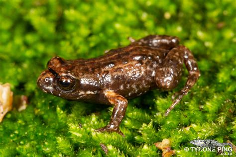  Draconella!  Tätä mystistä polyypia yhdistää hämmentävä metamorfoosi ja lumokkaat, hehkuvat värit